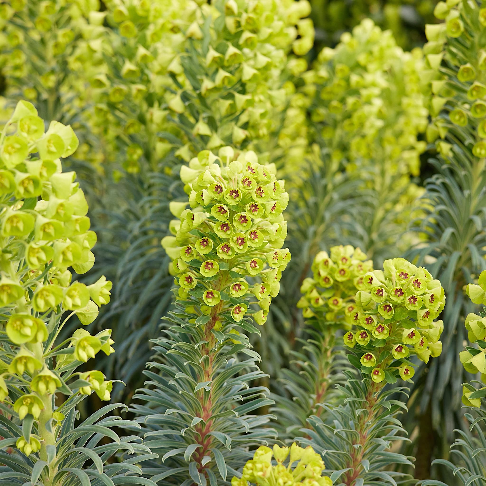 Shrubs