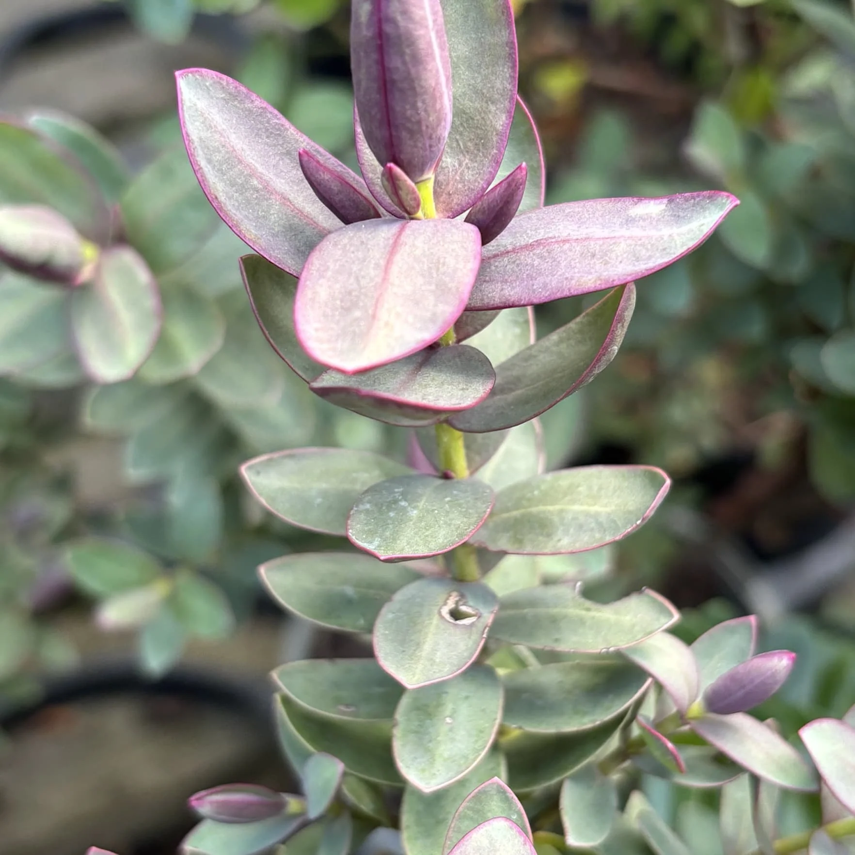 Red Plants