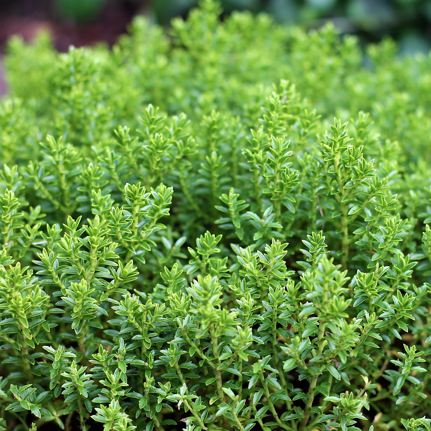 Garden Plants